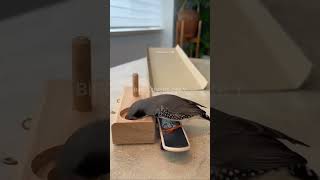 Zebra Finch bird playing | #finch #zebrafinch