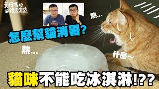 【貓不能吃冰淇淋！？怎麼幫貓消暑？】志銘與狸貓閒聊