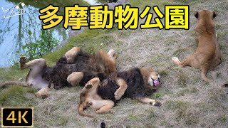 【Lion】Tama Zoological Park