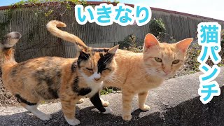 野良猫動画　いきなり猫パンチくらった野良猫ちゃんがしょんぼりしてたので猫じゃらし遊びで励ました　stray cats