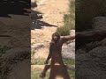 #funnyvideo #funny #gorilla