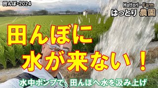 田んぼに水が来なかったので、ポンプで入れました　田んぼ・2024 20240730