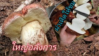 (ep.4)5.22.2021 เก็บเห็ดผึ้งหวานใต้ดินในอเมริกา/Picking King Boletes Mushrooms CA USA