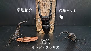 【為にならないクワガタ飼育】マンディブラリスフタマタ編　狂気の成体紹介\u0026産卵セット紹介