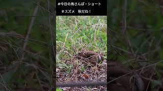 今日の鳥さんぽ・ショート 241021 秋だね！スズメちゃん  #birds #誘う鳥 #癒し