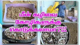 செலவில்லாமல் கோழிகளுக்கு உணவளிப்பது எப்படி?!  100% free protein and calcium rich feed for chickens!!