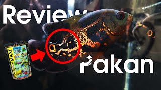 REVIEW pakan pelet Akari Premium Maxi II untuk Cichlid Oscar Batik  -  Hasilnya Keren Banget !!!