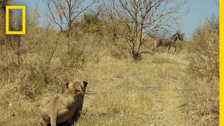Lions Hunt Zebra | Savage Kingdom