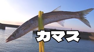 【釣り】　高知　『漁港内でのカマス釣り！！！！』