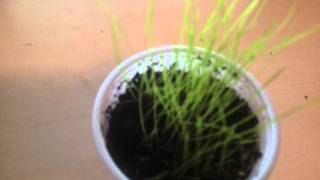 Growing Canary Reed Grass (Phalaris Arundinacea)