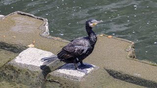 【4K】カワウ / Great cormorant