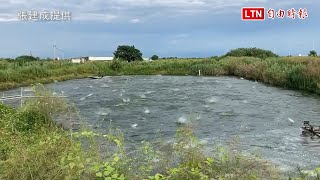 「弄魚」虱目魚群飛畫面驚人 可讓消費者吃乾淨魚腸