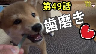 豆柴子犬 初めての歯磨きガム、気に入るかな？（第49話)