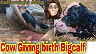 How does a cow give birth to a calf? | ಹಸು ಕರುವಿಗೆ ಹೇಗೆ ಜನ್ಮ ನೀಡುತ್ತದೆ | #calfbirth |#cowgivingbirth