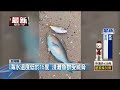 海水溫度驟降！ 魚群冷死、綠蠵龜「凍昏」擱淺沙灘