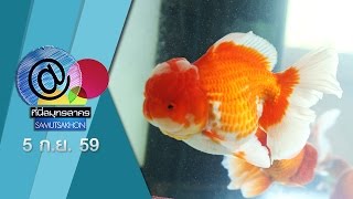 @ที่นี่สมุทรสาคร Sunny Gold Fish Farm [ 5 -  9 - 59 ]