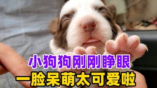 小狗狗刚刚睁眼，一脸呆萌太可爱啦