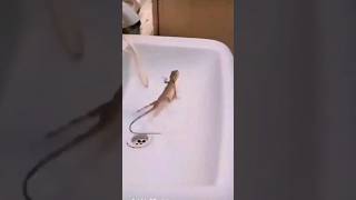 lizard dance | 1,2,3 start🤣 #trending #viral #comedy #funny #shorts