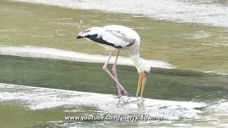 Wild MILKY STORK foraging in canal, Singapore