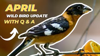 April 24 Wild Bird Update