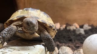 Care For Horsefield Tortoise Day In The Life