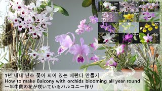 [Eng 日本語] Balcony with orchids blooming all year round / 연중 난초 꽃 피어있는 베란다 만들기 /  一年中蘭が咲いているベランダ