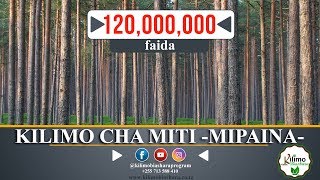 KILIMO CHA MIPAINA, (MISINDANO) MITI YA MBAO