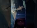 恐怖のエスカレーター　 水族館 サメ 怖い 恐怖 ホラー エスカレーター horror shark 衝撃 aquarium 茨城県 大洗水族館