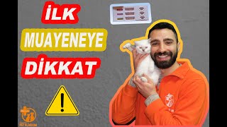 Yavru kedinizin ilk muayenesinde dikkat etmeniz gerekenler!