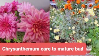 Chrysanthemum Plant Care after Maturity of buds || गुलदाऊदी के पौधै कलिया आने के बाद की देखभाल ||