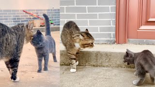 小蓝猫与猫馆长的有趣故事：从高冷到成为猫馆长的跟班小弟，猫咪的迷惑行为实在令人不解！#宠物#萌宠#小猫#蓝猫#小蓝猫#可爱的小猫#可爱的猫#猫咪的迷惑行为#有趣的动物视频#有趣的宠物视频#