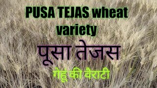 पूसा तेजस गेहूं वेराइटी Pusa Tejas wheat crop. गेंहू की खेती