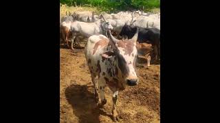 Theni jallikattu official