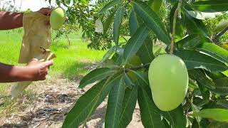 Panduan meracun kulat pada bunga mangga harumanis di masa hujan berpanjangan