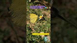 Butterfly \u0026 flowers 🦋🌼/Three-spotted grass yellow🦋/small Butterfly/Eurema blanda/coat buttons