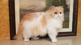 EXTREME PUNCH persian cats in india,  top pedigree ,contact on 9421667331(4)