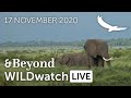 WILDwatch Live | 17 November, 2020 | Morning Safari | South Africa