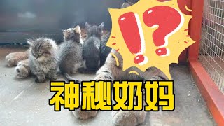 三只小奶猫被遗弃之后，竟然找了只猞猁当妈妈！Wandering Cat Seeks Lynx as Mother!