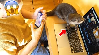 編集中に邪魔をしてくるカワウソが可愛い【カワウソビンゴ\u0026ベル】Otter Belle Trying To Get My Attention While Working!