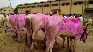 Big Size Killara Cattles || Super size bulls video || In Raichur market