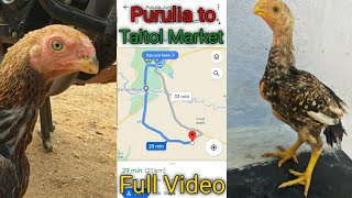 Parrot beak long tail || Aseel Murga Market || Purulia to Taltol Market || 2021