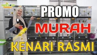 KENARI IMPORT RASMI PROMO GEDE GEDEAN!!!!