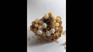 the making of a wasp nest!