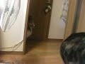 甲斐犬に遊んでもらいたいけど、どうしたらいいのかわからないシェルティー