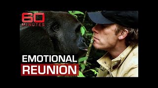 यह इंसान 5 साल बाद जब गोरिल्ला से मिला तो क्या हुआ!|| Reunion Gorilla with man #shorts #factsduniya