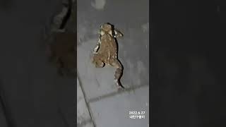 두꺼비의 워킹~asian toad's walking #두꺼비 #효창공원