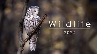 Wildlife top 2024 | fotografia przyrody