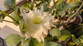 মিনি ডালিয়া গাছের ফুল কতটা ছোটো হতে পারে (What is the original size of mini Dhalia plant)