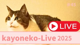 かよねこ【kayoneko】 夜の猫ライブ配信