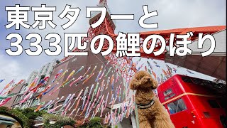 圧巻！333匹の鯉のぼりと東京タワーを眺めながらお散歩🐾